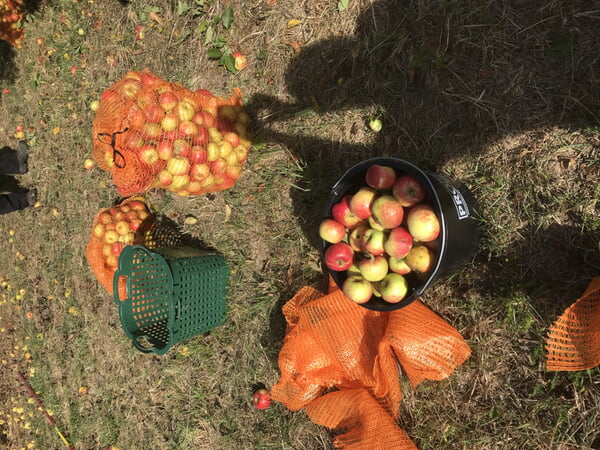 Äpfel Apfelsaft Fallobst